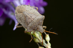 Euschistus conspersus