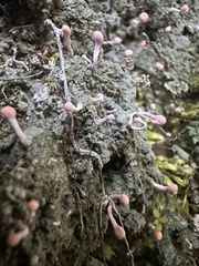 Ostropomycetidae