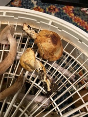 Cortinarius rubiginosus