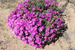 Drosanthemum hispidum