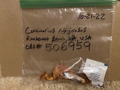 Cortinarius rubiginosus