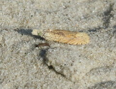 Eucosma ochrocephala