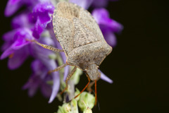 Euschistus conspersus