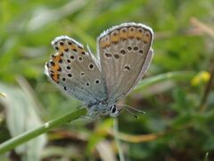 Plebejus argyrognomon