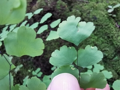 Adiantum