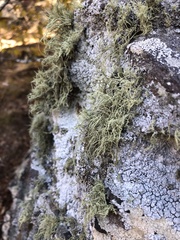 Usnea