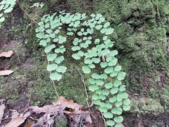 Adiantum
