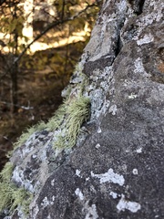 Usnea
