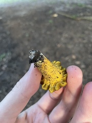 Cantharellus iuventateviridis