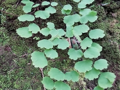 Adiantum