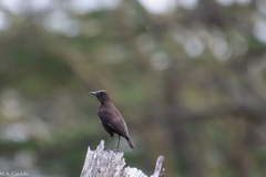 Myrmecocichla aethiops