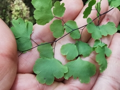 Adiantum