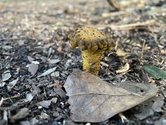 Cantharellus iuventateviridis