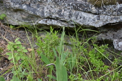 Hieracium scouleri