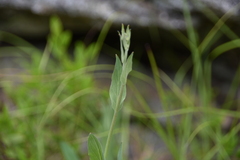 Hieracium scouleri