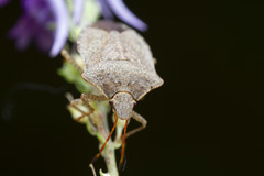 Euschistus conspersus