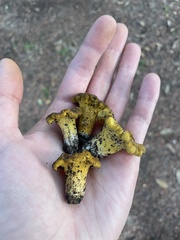 Cantharellus iuventateviridis