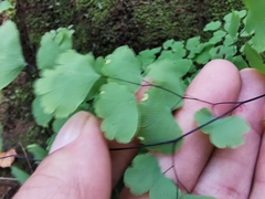Adiantum