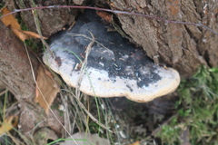 Fomitiporia hartigii