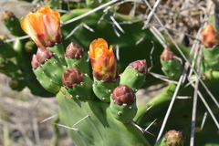 Opuntia megapotamica