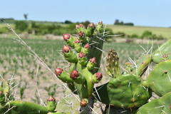 Opuntia megapotamica