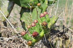 Opuntia megapotamica