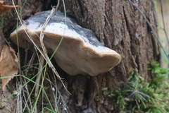 Fomitiporia hartigii