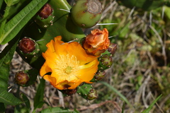 Opuntia megapotamica