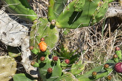 Opuntia megapotamica