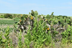 Opuntia megapotamica