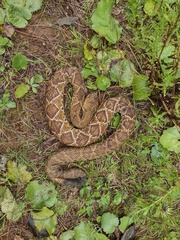 Crotalus basiliscus