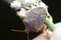 Euschistus conspersus