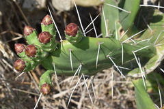 Opuntia megapotamica