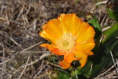 Opuntia megapotamica