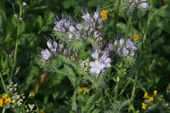 Phacelia tanacetifolia