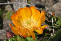 Opuntia megapotamica
