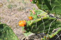 Opuntia megapotamica