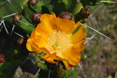 Opuntia megapotamica