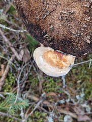 Fomitopsis