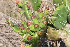 Opuntia megapotamica