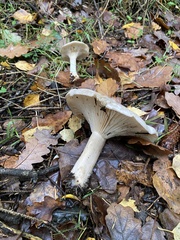 Infundibulicybe geotropa