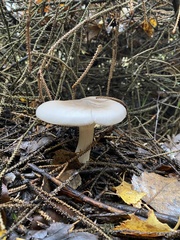 Infundibulicybe geotropa