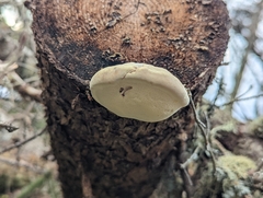 Fomitopsis