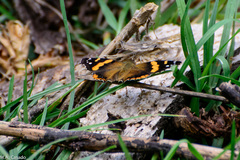 Vanessa abyssinica