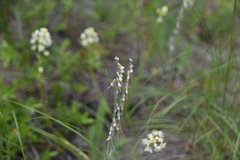 Boechera retrofracta