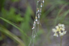 Boechera retrofracta