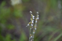 Boechera retrofracta