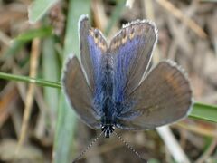 Plebejus argyrognomon