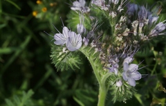 Phacelia tanacetifolia