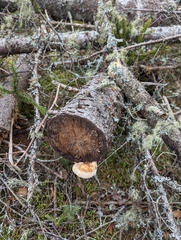 Fomitopsis